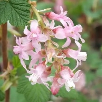 Ribes sanguineum 'King Edward VII' 