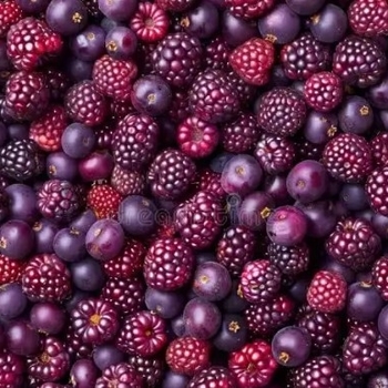 Rubus 'Marionberry' 