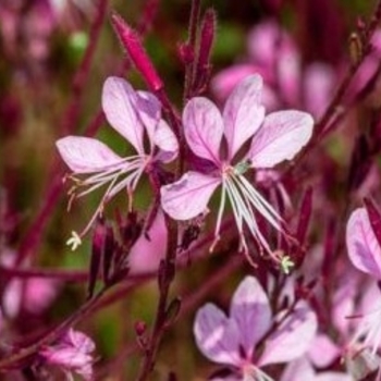 Gaura lindheimeri