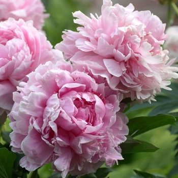 Paeonia lactiflora 'Multiple Varieties' 