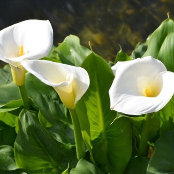 Zantedeschia 'Multiple Varieties'