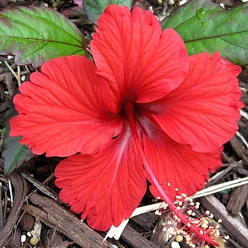 Hibiscus rosa-sinensis 'Red Hot' 