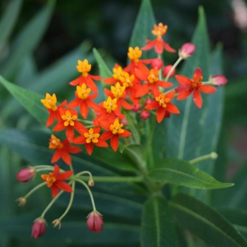 Asclepias curassivica 'Red Butterflies'