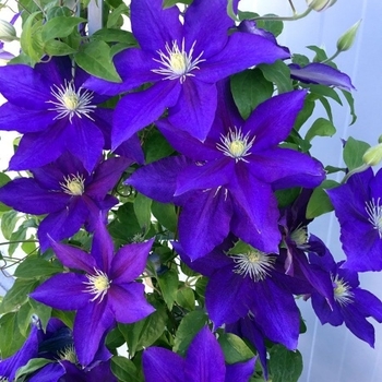 Clematis 'Evipo118(N)' 22,921