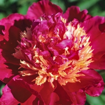 Paeonia lactiflora 'Tom Cat' 