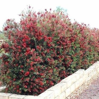 Callistemon viminalis 'CV01' PP20,287