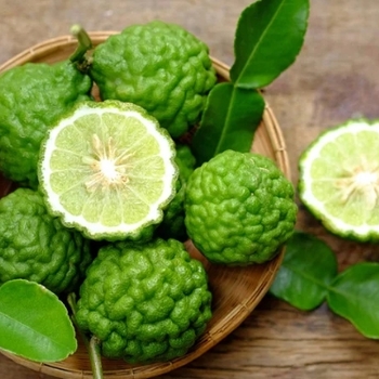 Citrus hystrix