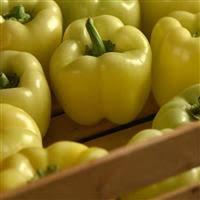 Capsicum annuum 'Chocolate Beauty' 