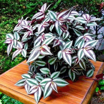 Tradescantia zebrina 'Purpusii' 