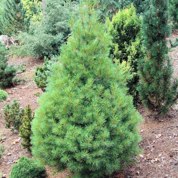 Pinus strobus 'Sarah Rachel'