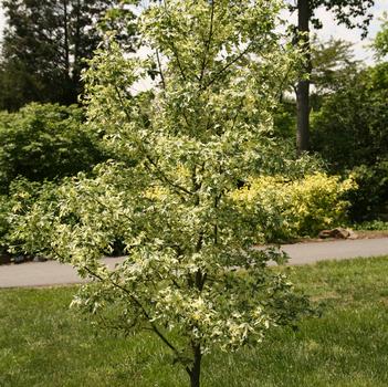 Liquidambar styraciflua 'Silver King' 