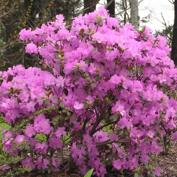 Rhododendron 'P.J.M. Elite' 