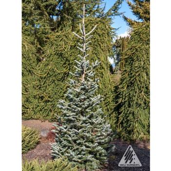 Abies balsamea 'Tyler Blue' 