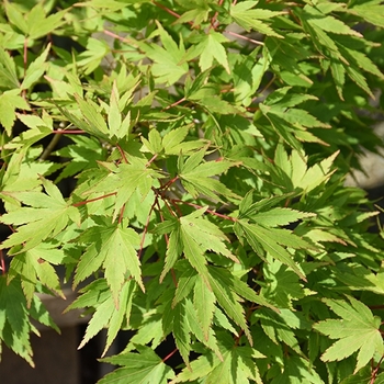 Acer palmatum 'Tobiosho' 