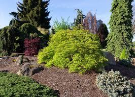 Acer x pseudosieboldianum 'Wabi sabi' USPP 30,165