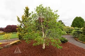 Betula costata 'CinnDak' 16,083.