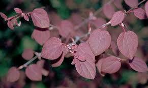 Cercidiphyllum japonicum 'Rotfuchs (Red Fox )' 