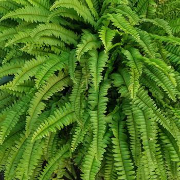 Nephrolepis exaltata