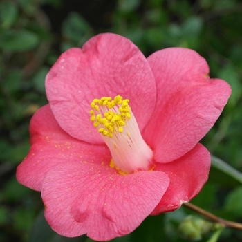 Camellia japonica 'Unryu'