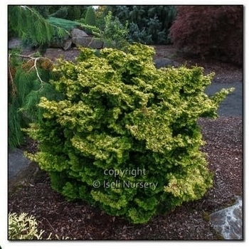Chamaecyparis obtusa 'Golden Nymph'