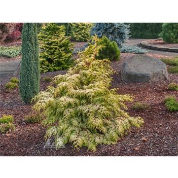 Chamaecyparis obtusa 'Sunlight Lace' 