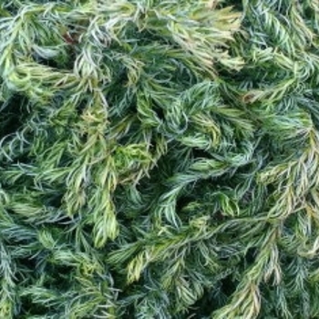 Chamaecyparis pisifera 'Curly Tops' 