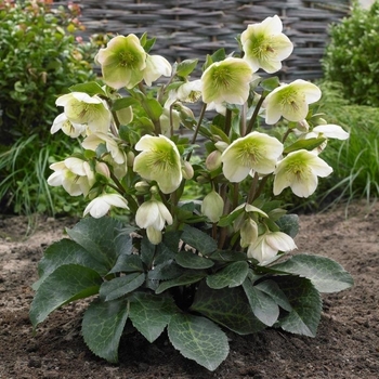 Helleborus 'Moondance&trade;' USPP30114P2