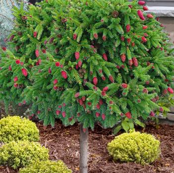 Picea abies 'Pusch' 