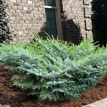 Picea bicolor 'Howell's Dwarf' 