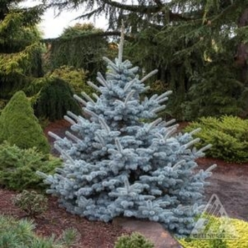Picea glauca 'Yukon Blue' 