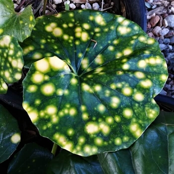 Farfugium japonicum 'Firefly'