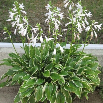 Hosta 'Host Sun 08' PPAF