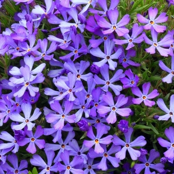 Phlox 