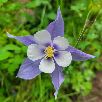 Aquilegia caerulea