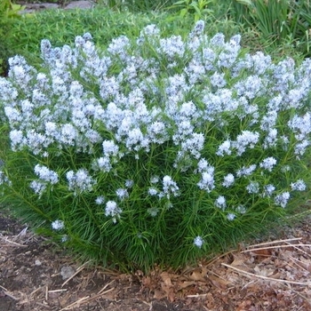 Amsonia hubrichtii 'Butterscotch™' 20,201,010,526