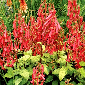 Phygelius 'Rose' PPAF