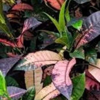 Codiaeum variegatum 'Mrs. Iceton' 