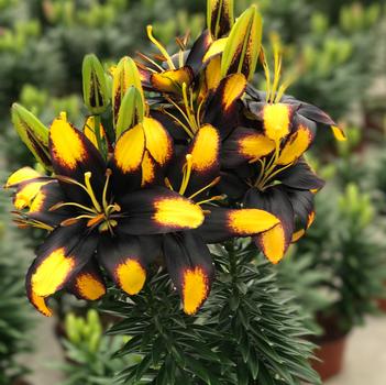 Lilium asiaticum 'Tiny Massive' PPAF
