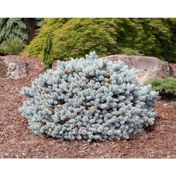 Picea pungens 'Moonstone&reg;' 