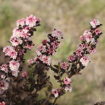 Physocarpus opulifolius
