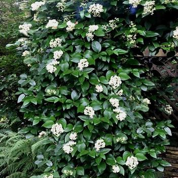 Decumaria barbara 'Barbara Ann' 