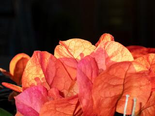 Bougainvillea 'Sundown Orange' 
