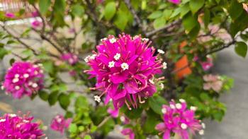 Bougainvillea 'Helen Johnson' 