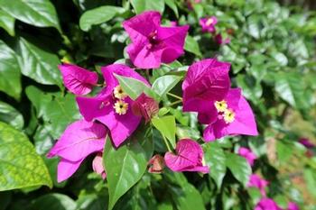 Bougainvillea 'New River' 