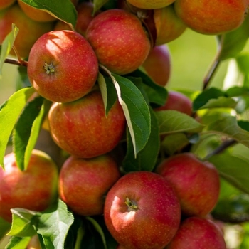 Malus domestica 'Scarlet Sentinel™' 16,044,908