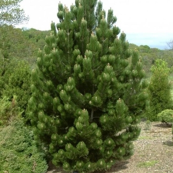 Pinus heldreichii (leucodermis) 'Satellite'