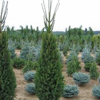 Picea glauca 'Montrose Spire' 