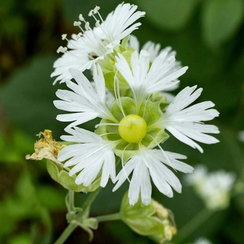 Silene stellata