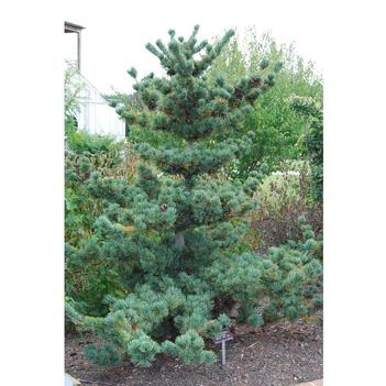 Pinus strobus 'Brevifolia' 