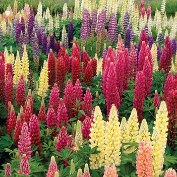 Lupinus 'Multiple Varieties'